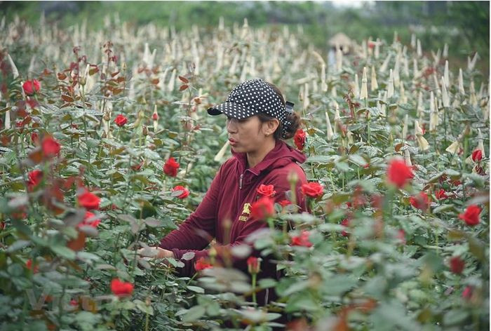 "Thủ phủ" hoa hồng của Hà Nội sẵn sàng cho lễ hội hoa đầu tiên